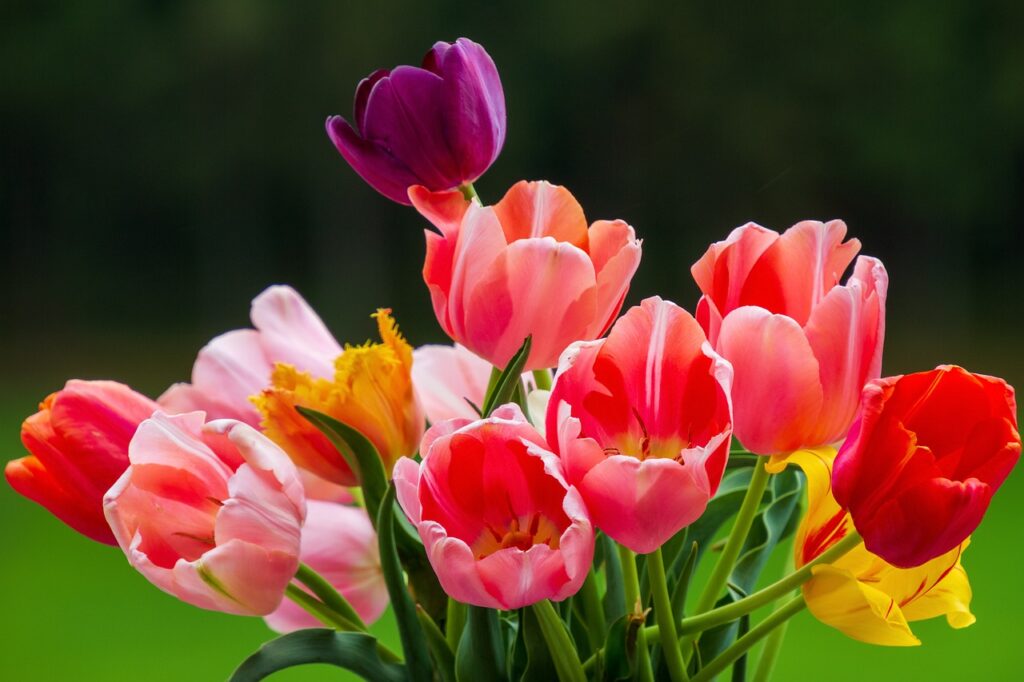 tulips, multicoloured, nature-5361990.jpg