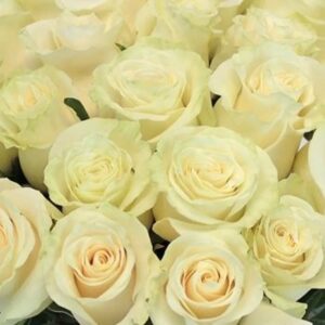 336338369 798801595103010 3503948453543473351 n.jpg